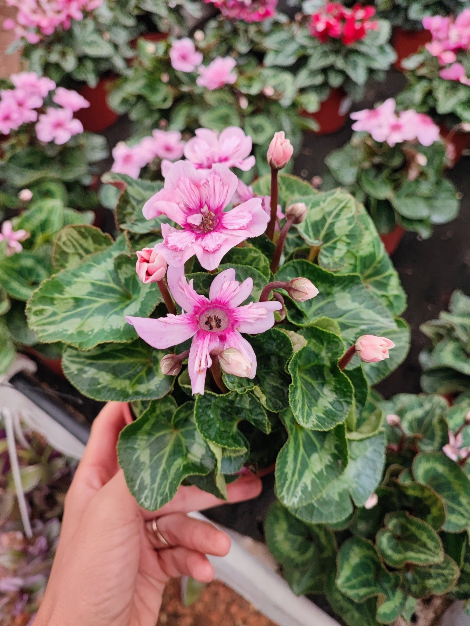 Ciclamino illusia - ValmaflorValmaflorValmaflorCiclamino illusia