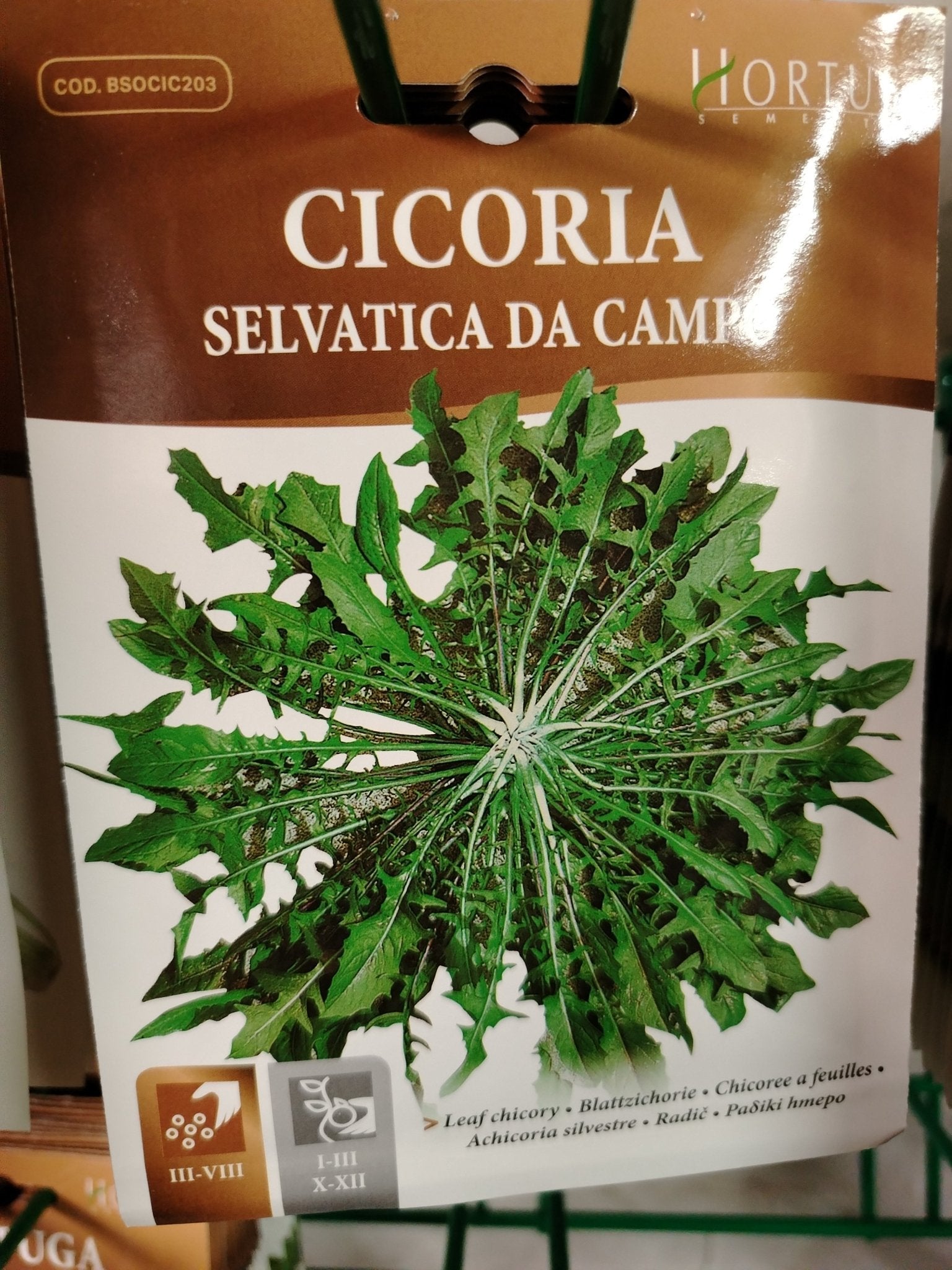 Cicoria selvatica da campo - ValmaflorValmaflorValmaflorCicoria selvatica da campo - ValmaflorValmaflorValmaflorCicoria selvatica da campo