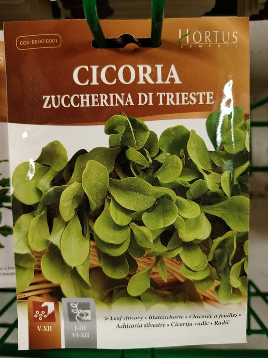 Cicoria zuccherina di trieste - ValmaflorValmaflorValmaflorCicoria zuccherina di trieste - ValmaflorValmaflorValmaflorCicoria zuccherina di trieste