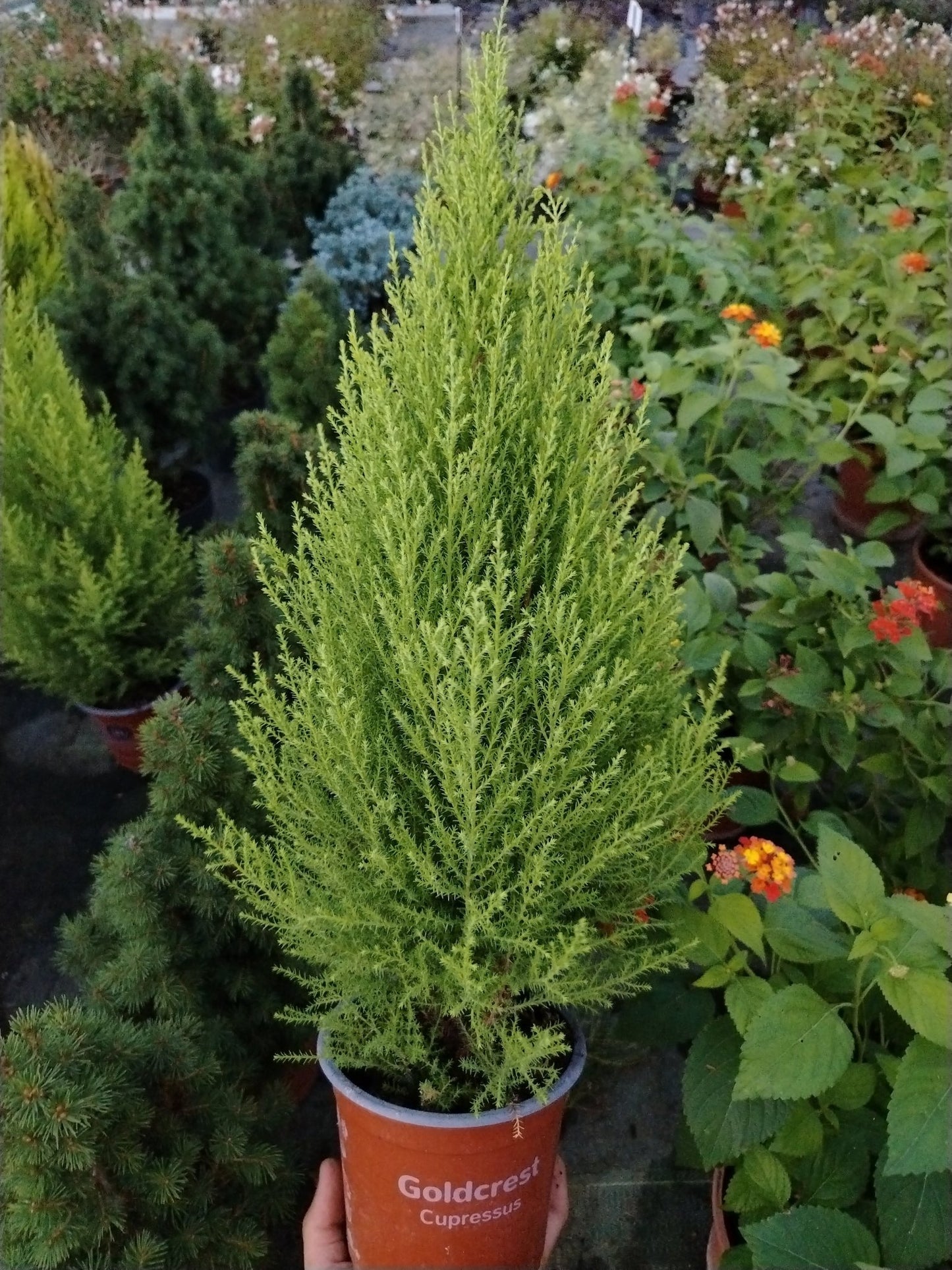 Cipresso - ValmaflorCipressoValmaflorValmaflorCipresso453674434343514 cm