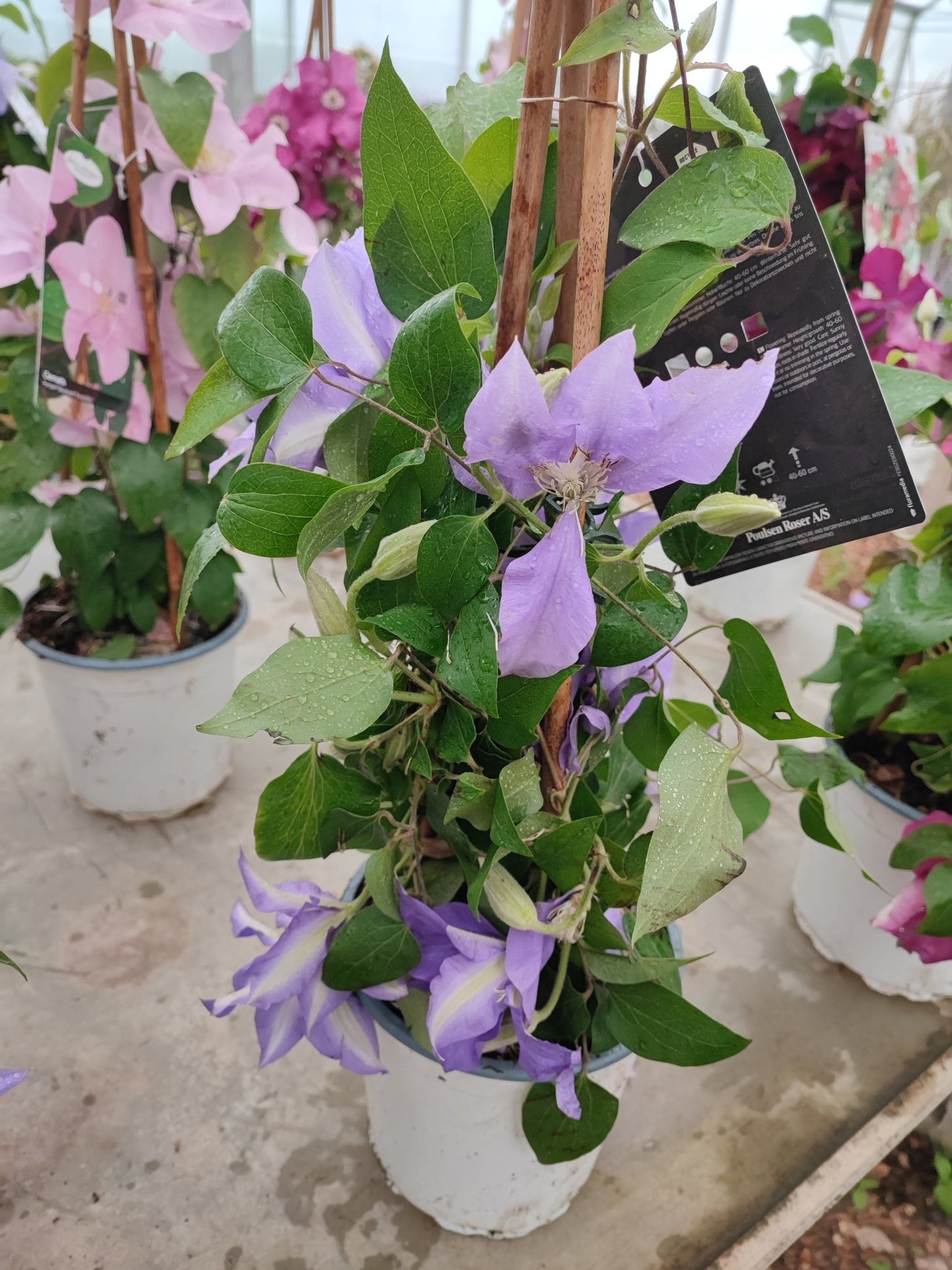 Clematis boulevard - Valmaflor#ValmaflorValmaflorClematis boulevardLilla