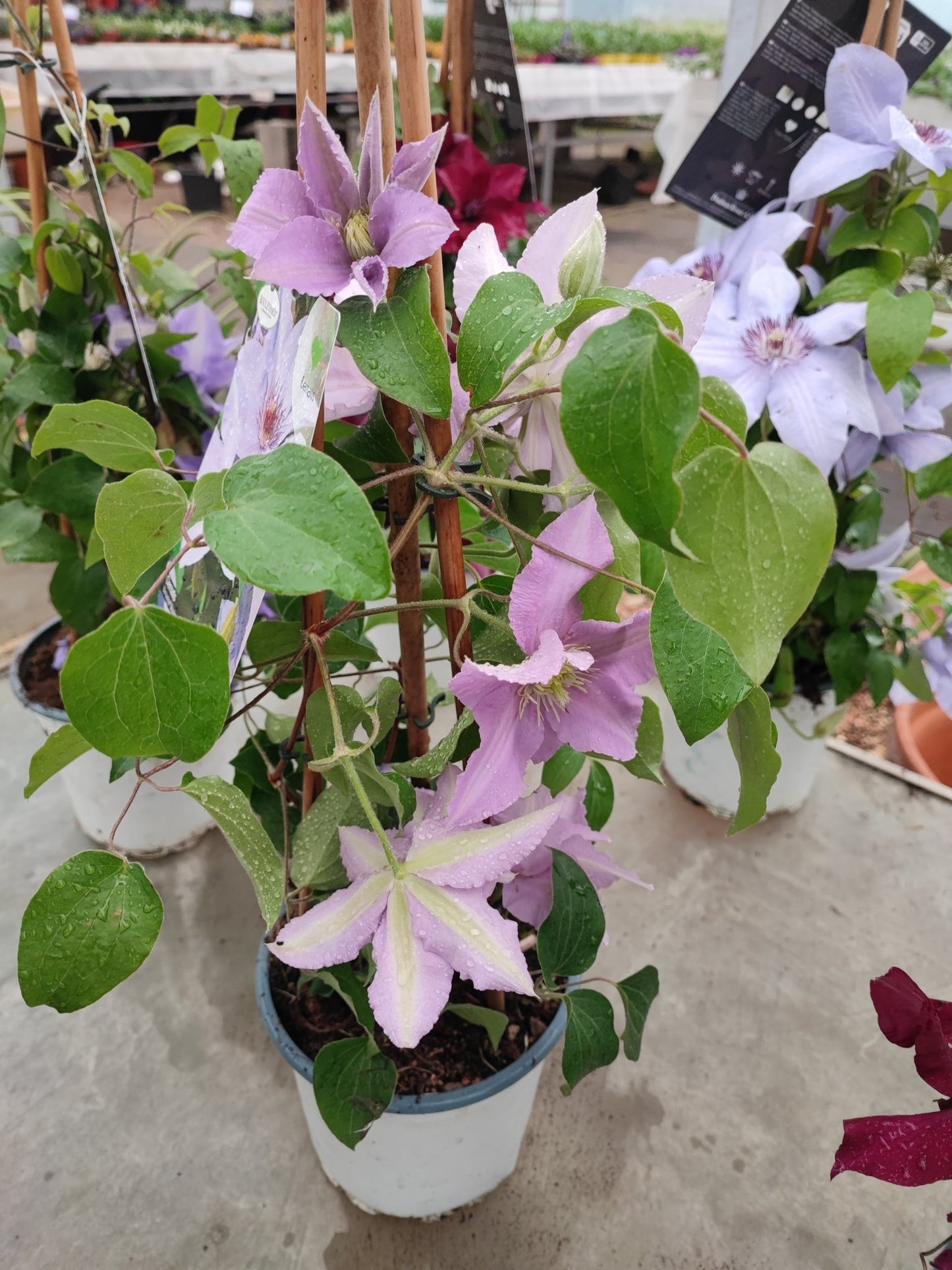 Clematis boulevard - Valmaflor#ValmaflorValmaflorClematis boulevardBordeaux