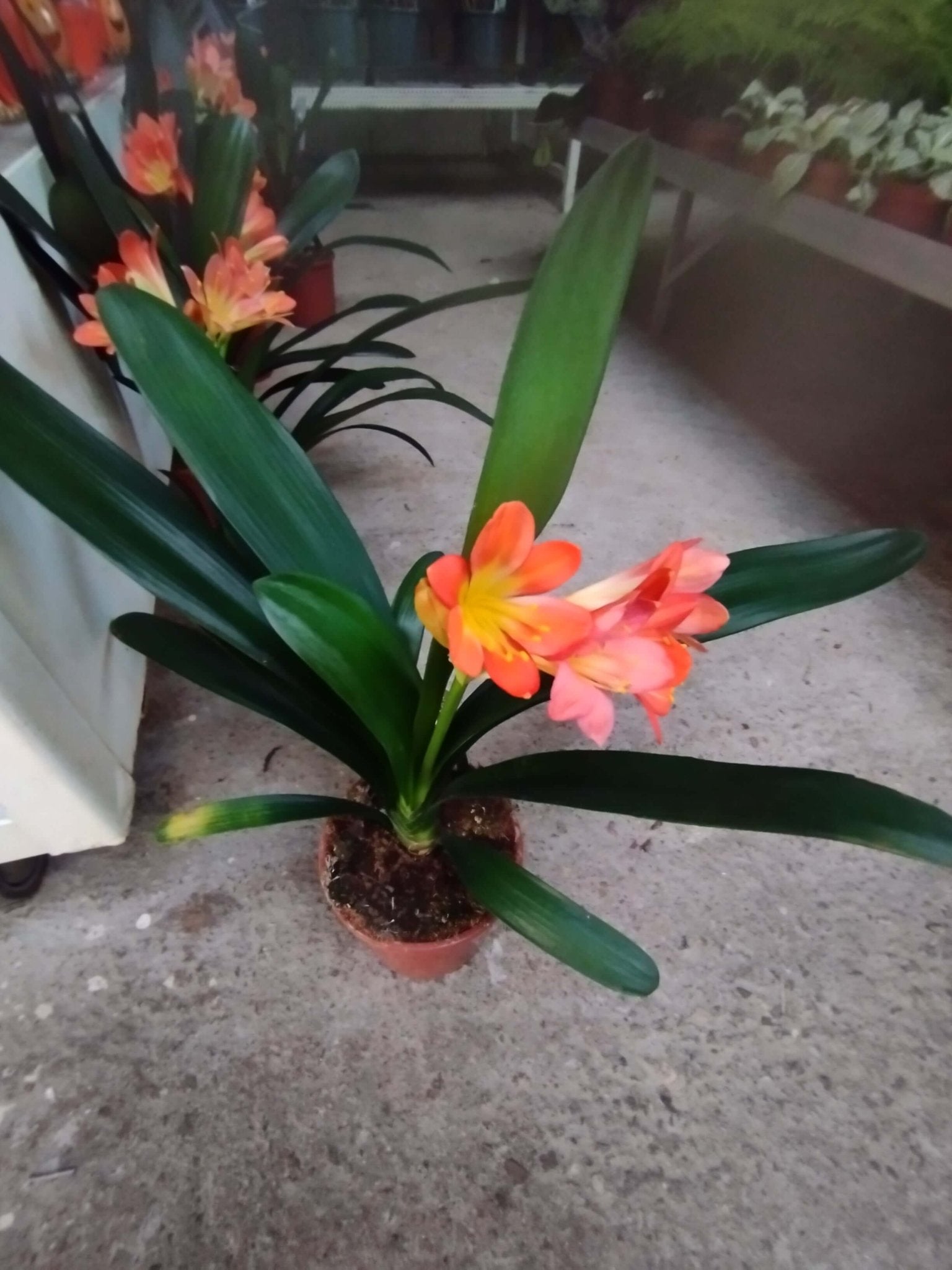 Clivia Miniata - ValmaflorValmaflorValmaflorClivia Miniata - Valmaflor