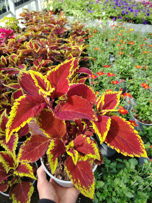 Coleus - Valmaflor#ValmaflorValmaflorColeus