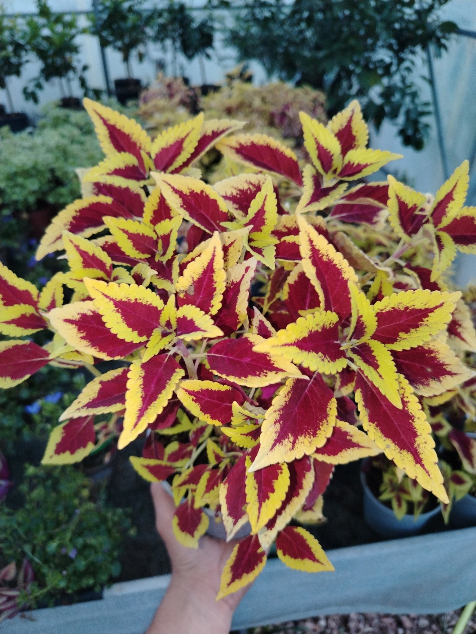 Coleus - ValmaflorValmaflorValmaflorColeus14 cmPianta da esterno