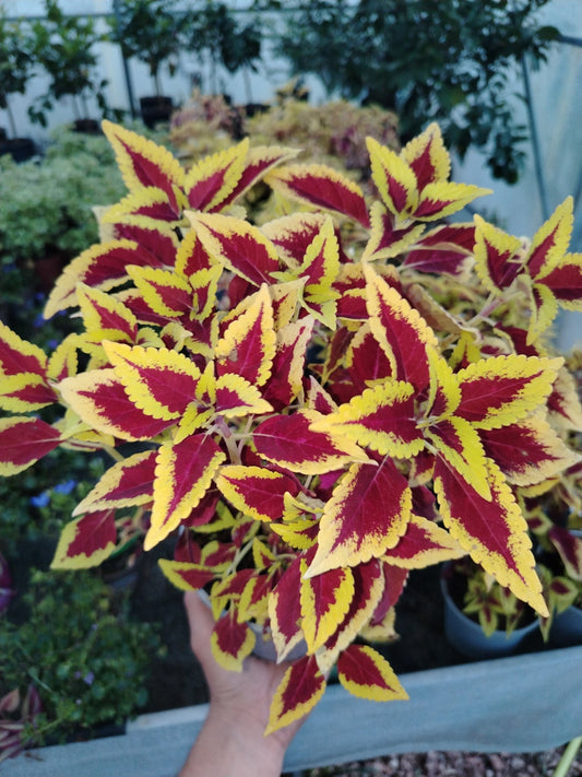Coleus - ValmaflorValmaflorValmaflorColeus14 cmPianta da esterno