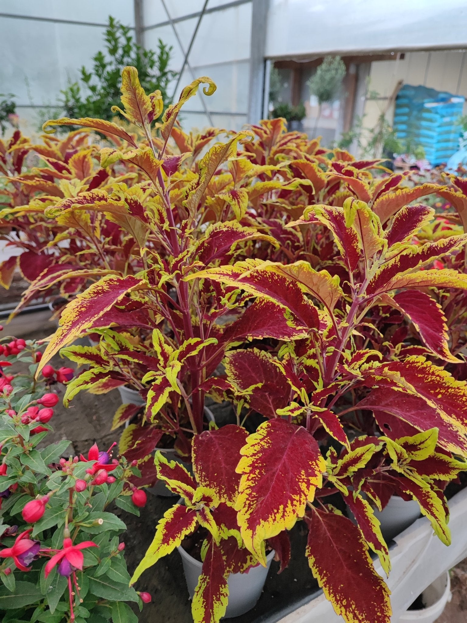 Coleus - ValmaflorValmaflorValmaflorColeus - ValmaflorValmaflorValmaflorColeus14 cmPianta da esterno14 cmPianta da esterno