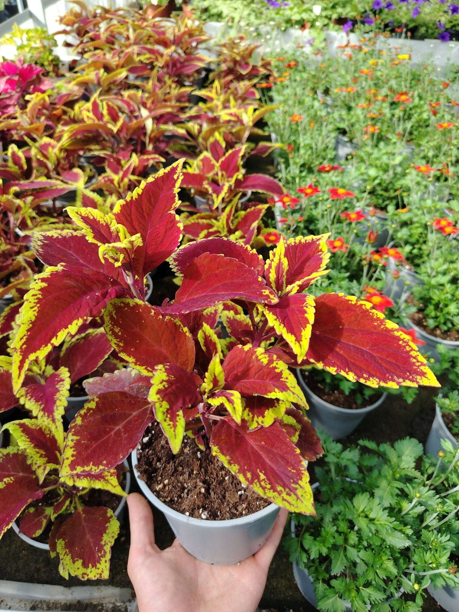 Coleus - Valmaflor#ValmaflorValmaflorColeus