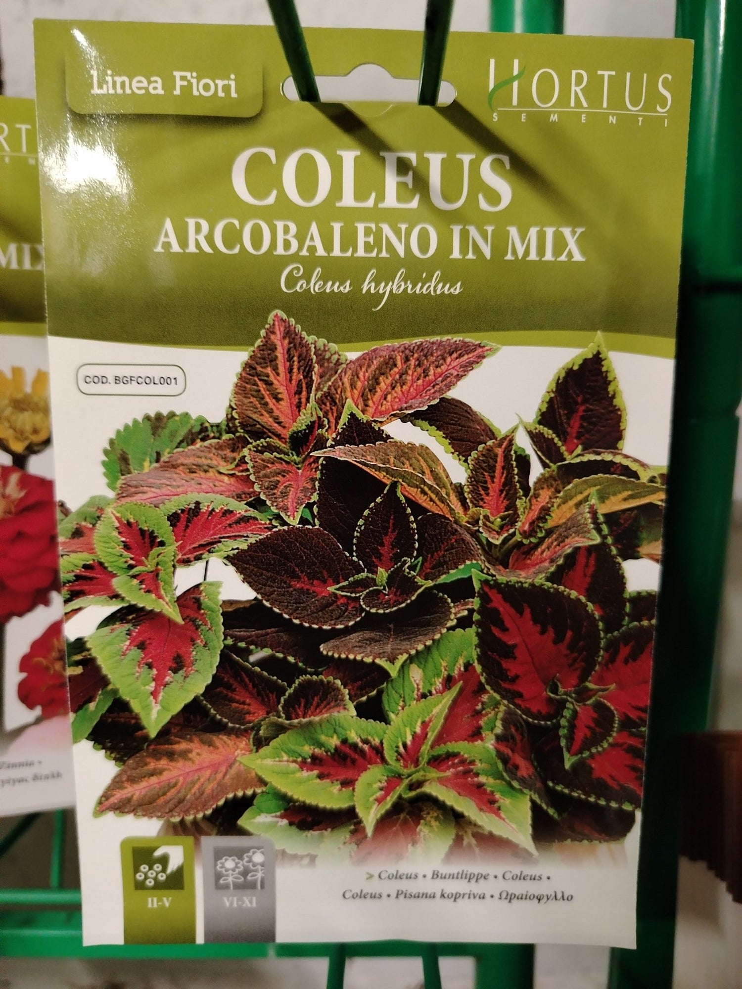 Coleus arcobaleno in mix - ValmaflorValmaflorValmaflorColeus arcobaleno in mix