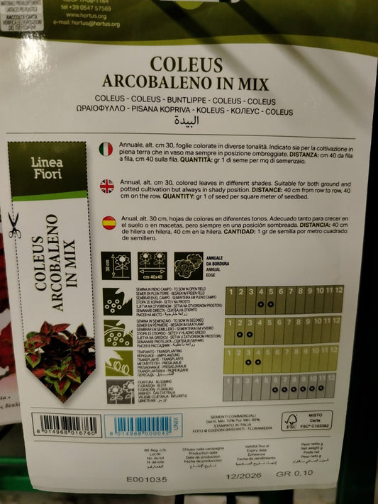 Coleus arcobaleno in mix - ValmaflorValmaflorValmaflorColeus arcobaleno in mix