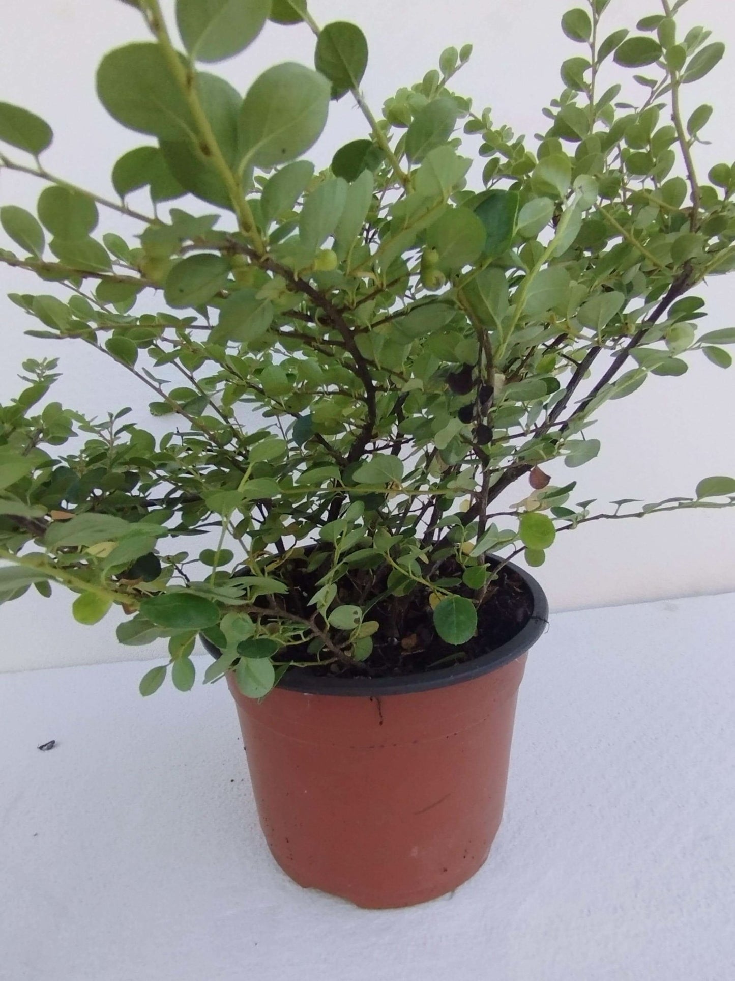 Cotoneaster s. Coral Beaut - ValmaflorCOTONEASTER S. CORAL BEAUTYValmaflorValmaflorCotonaster - Valmaflor14 cm