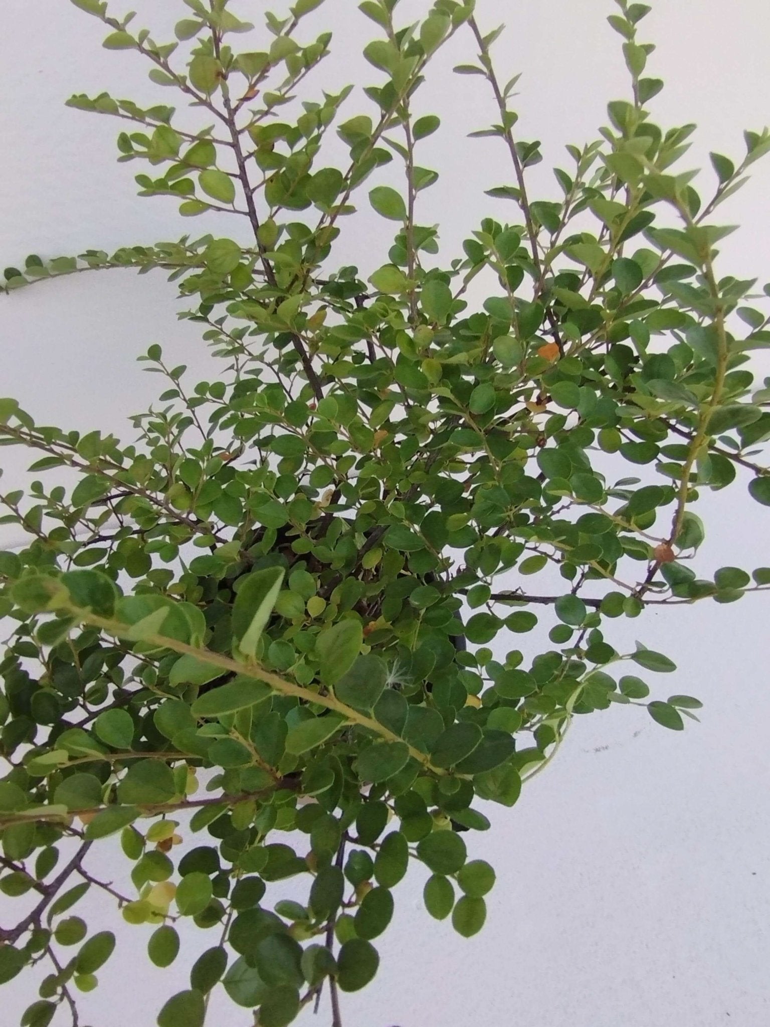 Cotoneaster s. Coral Beaut - ValmaflorCOTONEASTER S. CORAL BEAUTYValmaflorValmaflorCotonaster - Valmaflor14 cm