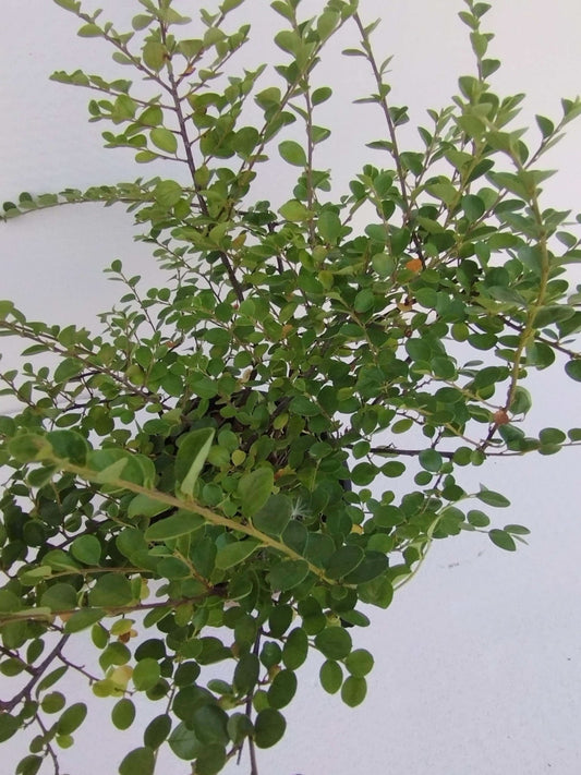 Cotoneaster s. Coral Beaut - ValmaflorCOTONEASTER S. CORAL BEAUTYValmaflorValmaflorCotonaster - Valmaflor14 cm