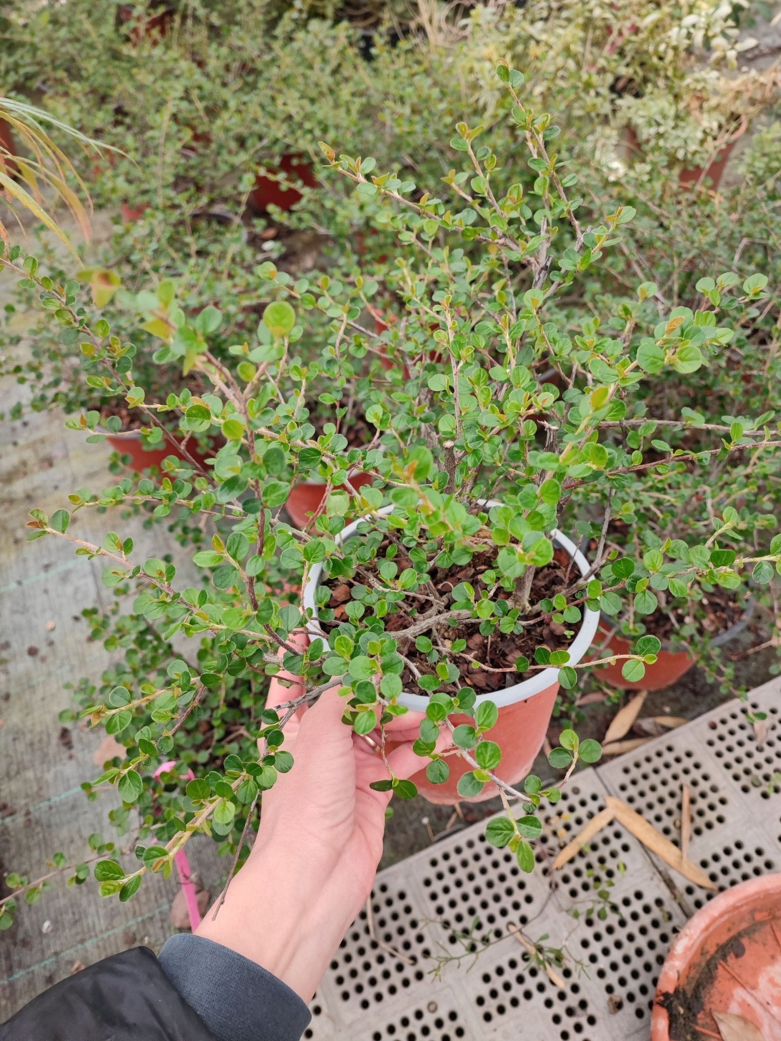 Cotoneaster s. Coral Beaut - ValmaflorCOTONEASTER S. CORAL BEAUTYValmaflorValmaflorCotoneaster s. Coral Beaut14 cm