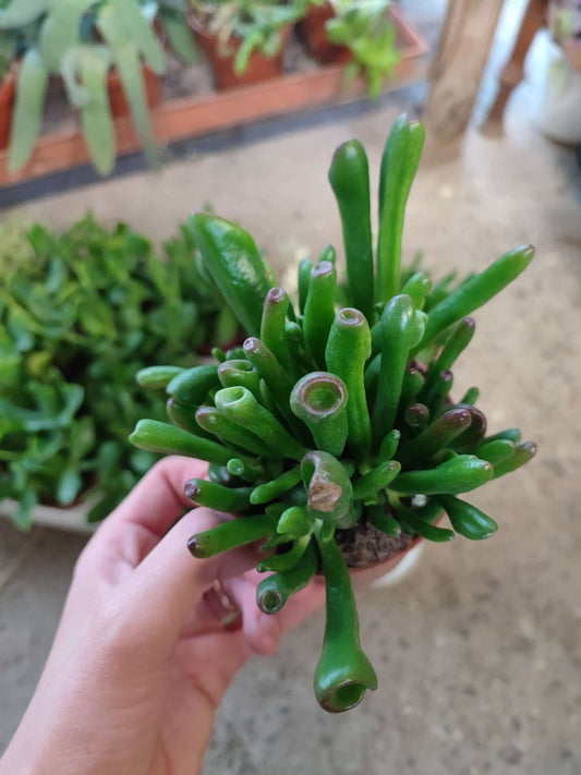 Crassula mix - ValmaflorValmaflorValmaflorCrassula mix - ValmaflorVariante 1