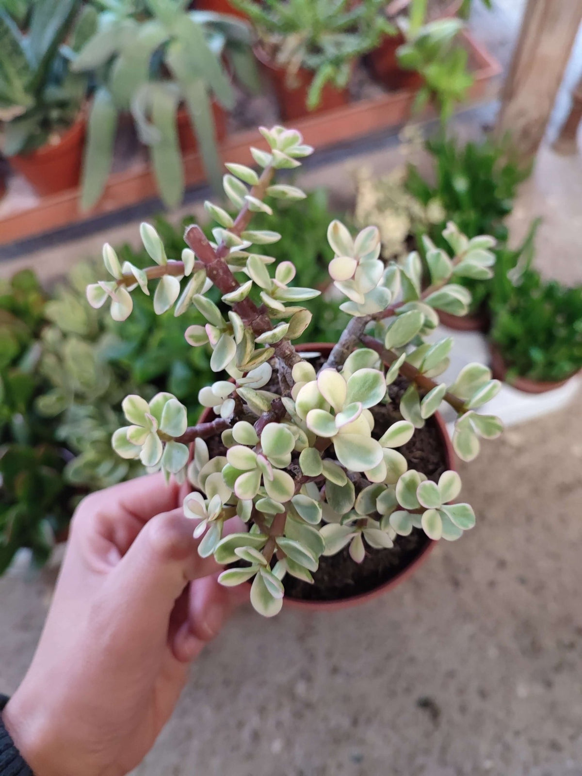 Crassula mix - ValmaflorValmaflorValmaflorCrassula mix - ValmaflorVariante 3