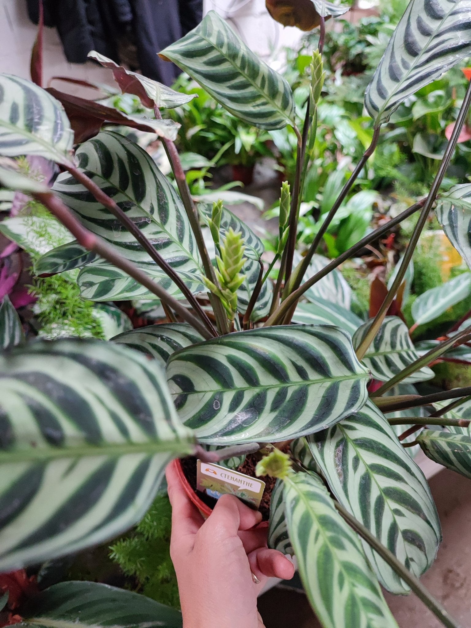 Ctenanthe Burle Marxii Amagris - ValmaflorValmaflorValmaflorCtenanthe Burle Marxii AmagrisCtenanthe con confezione e vaso