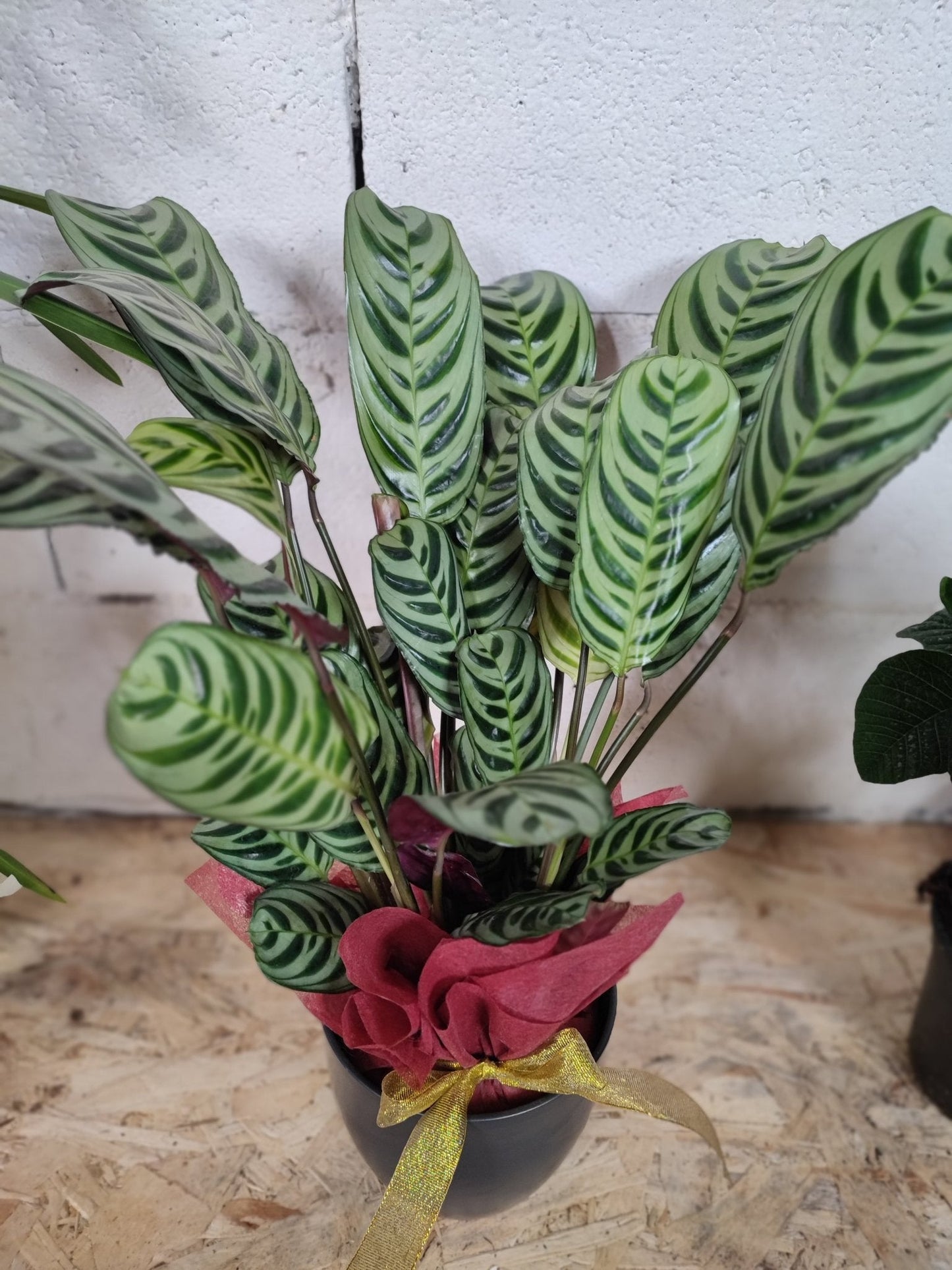 Ctenanthe Burle Marxii Amagris - Valmaflor#ValmaflorValmaflorCtenanthe Burle Marxii Amagris - Valmaflor#ValmaflorValmaflorCtenanthe Burle Marxii AmagrisCtenanthe con confezione e vasoCtenanthe con confezione e vaso