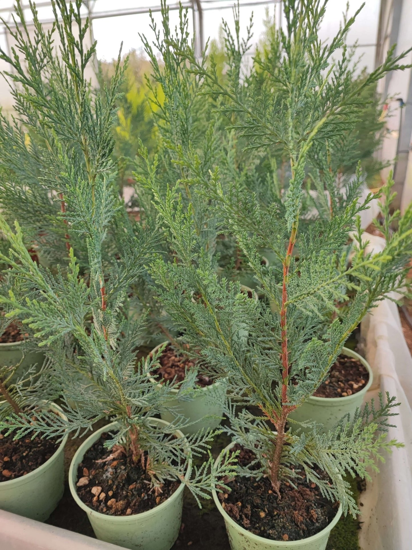 Cupressocyparis leylandii - ValmaflorValmaflorValmaflorCupressocyparis leylandii - Valmaflor453434374345314 cm