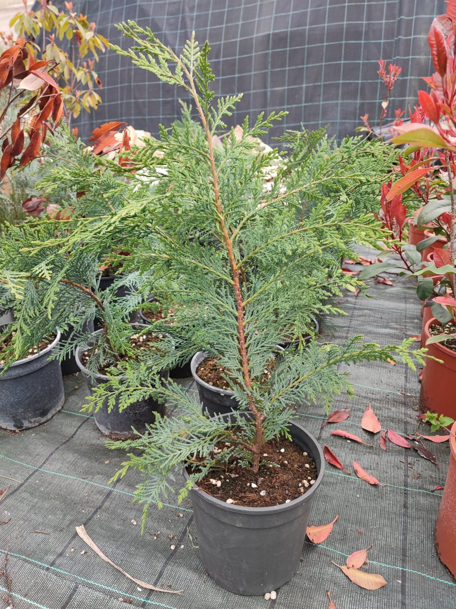 Cupressocyparis leylandii - ValmaflorValmaflorValmaflorCupressocyparis leylandii453434374345317 cm