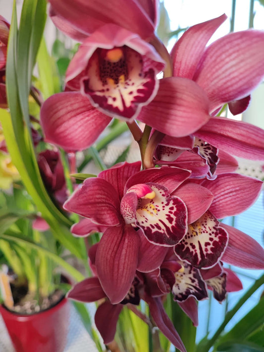 Cymbidium - ValmaflorCymbidiumValmaflorValmaflorCymbidium - Valmaflor14 cm