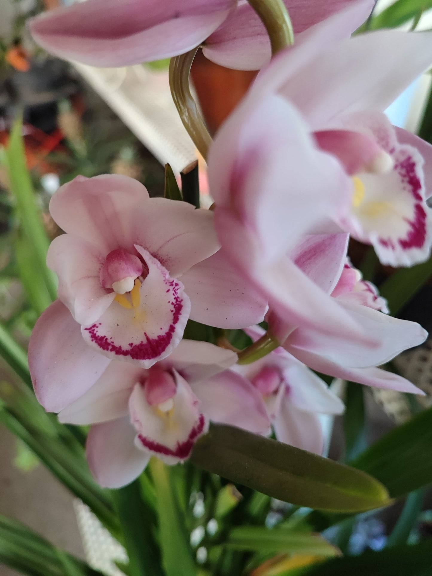 Cymbidium - ValmaflorCymbidiumValmaflorValmaflorCymbidium - Valmaflor14 cm