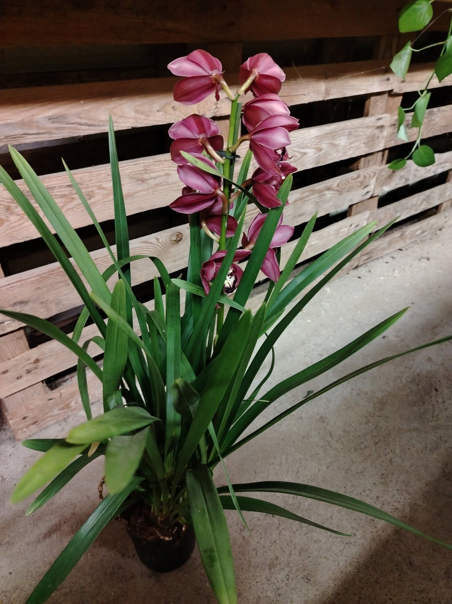 Cymbidium - ValmaflorCymbidiumValmaflorValmaflorCymbidium - Valmaflor14 cm
