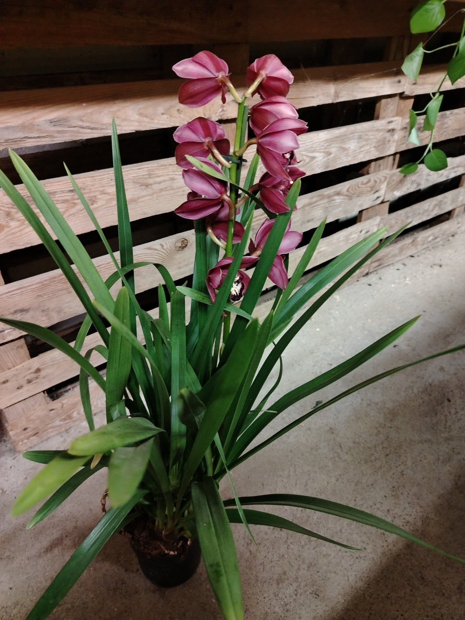 Cymbidium - ValmaflorCymbidiumValmaflorValmaflorCymbidium - Valmaflor14 cm