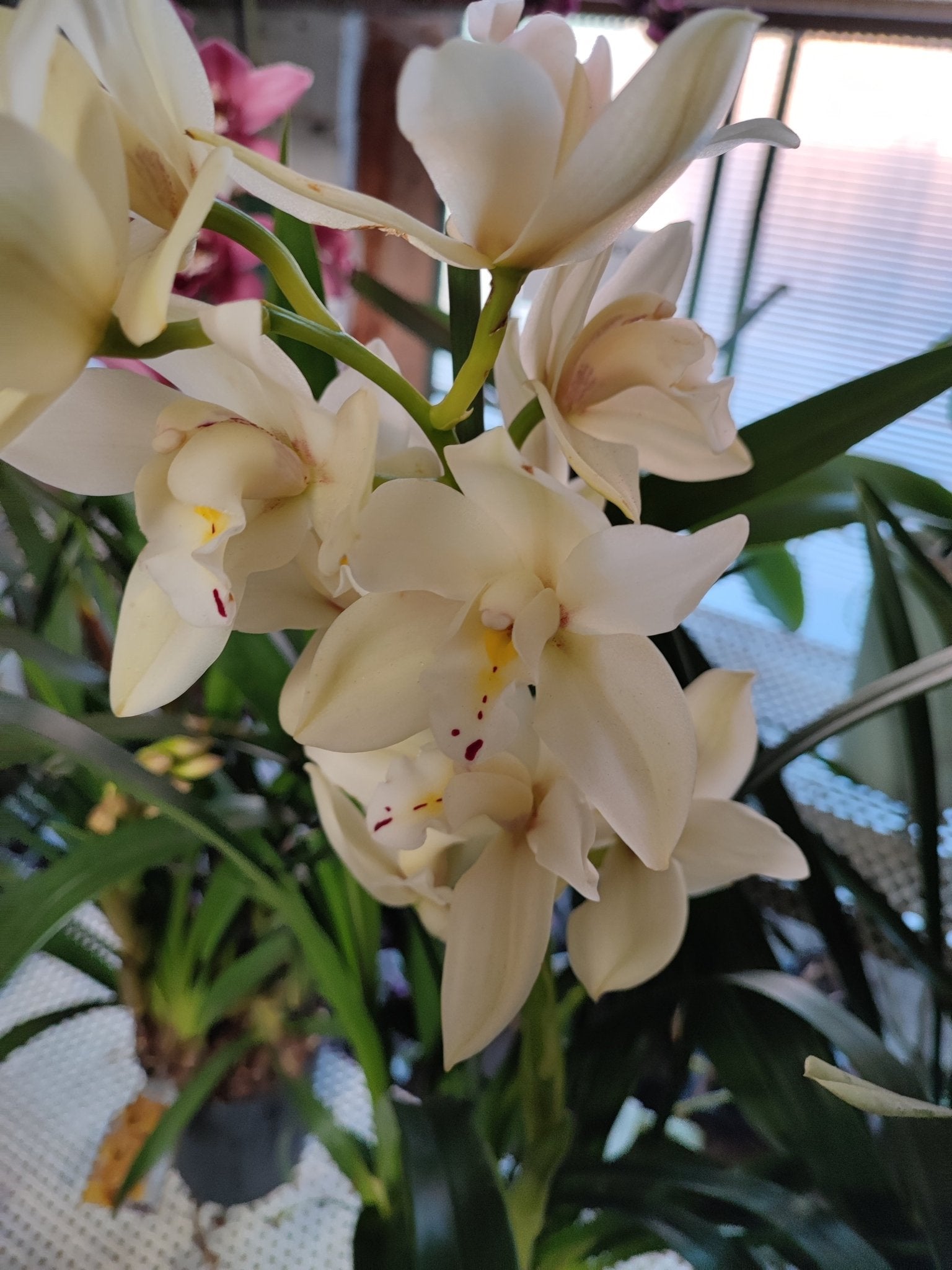 Cymbidium - ValmaflorCymbidiumValmaflorValmaflorCymbidium - Valmaflor14 cm