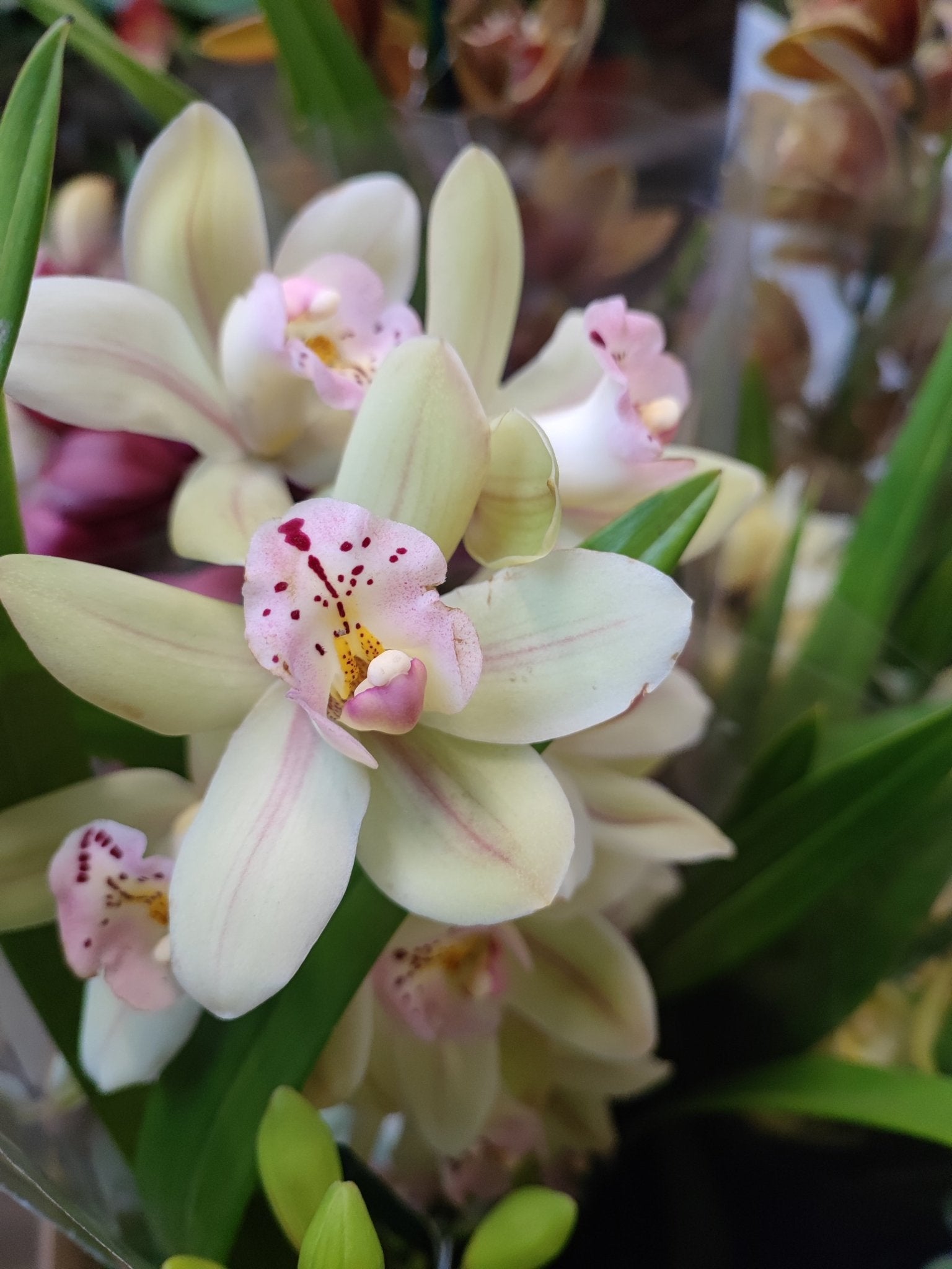 Cymbidium - ValmaflorCymbidiumValmaflorValmaflorCymbidium - Valmaflor14 cm