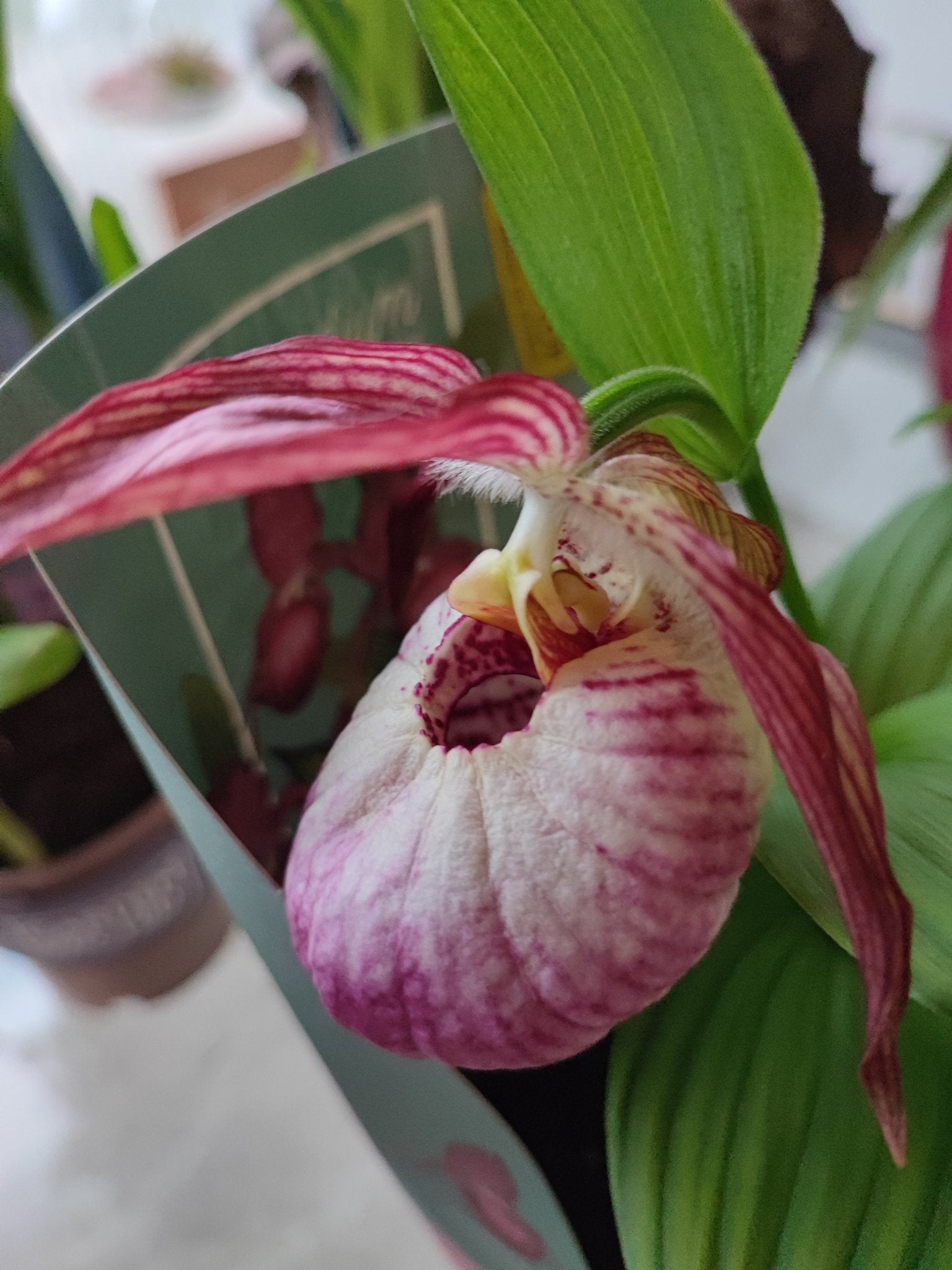 Cypripedium vaso 12 - ValmaflorValmaflorValmaflorCypripedium vaso 12