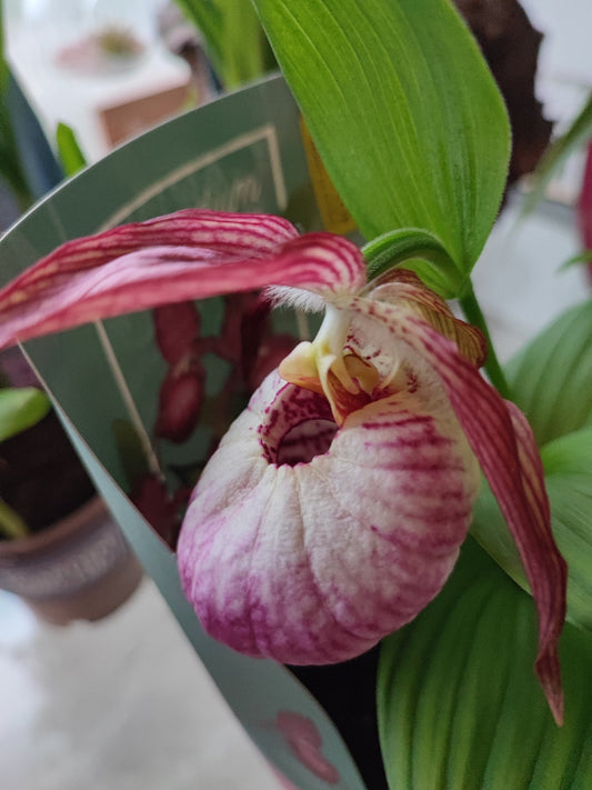 Cypripedium vaso 12 - ValmaflorValmaflorValmaflorCypripedium vaso 12
