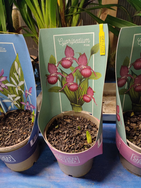 Cypripedium vaso 12 - ValmaflorValmaflorValmaflorCypripedium - ValmaflorValmaflorValmaflorCypripedium