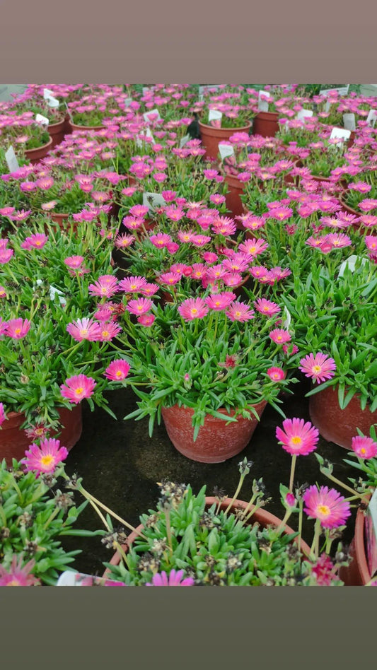 Delosperma royal ranger neon - ValmaflorValmaflorValmaflorDelosperma royal ranger neon - Valmaflor
