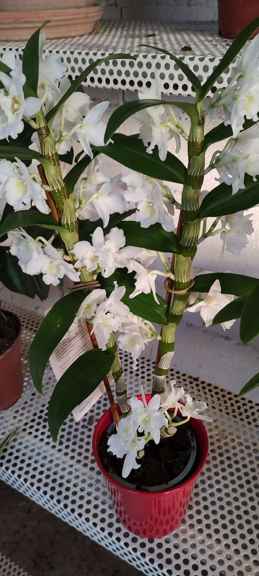 Dendrobium nobile - ValmaflorValmaflorValmaflorDendrobium nobile - ValmaflorVaso 12 cm h 50 cm, 2 steli