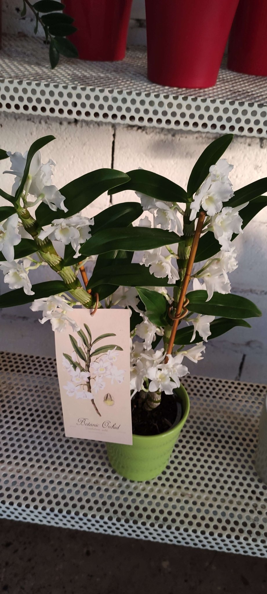 Dendrobium nobile - ValmaflorValmaflorValmaflorDendrobium nobile - ValmaflorVaso 12 cm h 50 cm, 2 steli