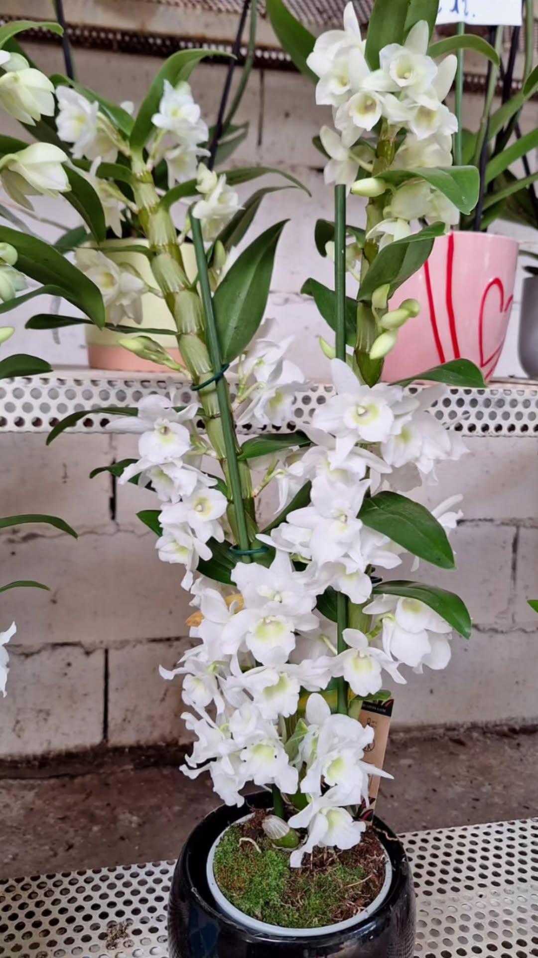 Dendrobium nobile - ValmaflorValmaflorValmaflorDendrobium nobile - ValmaflorVaso 12 cm h 50 cm, 2 steli