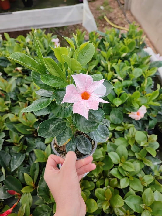 Dipladenia - ValmaflorValmaflorValmaflorDipladenia - ValmaflorValmaflorValmaflorDipladenia - ValmaflorValmaflorValmaflorDipladeniaClassic early pinkClassic early pinkClassic early pink