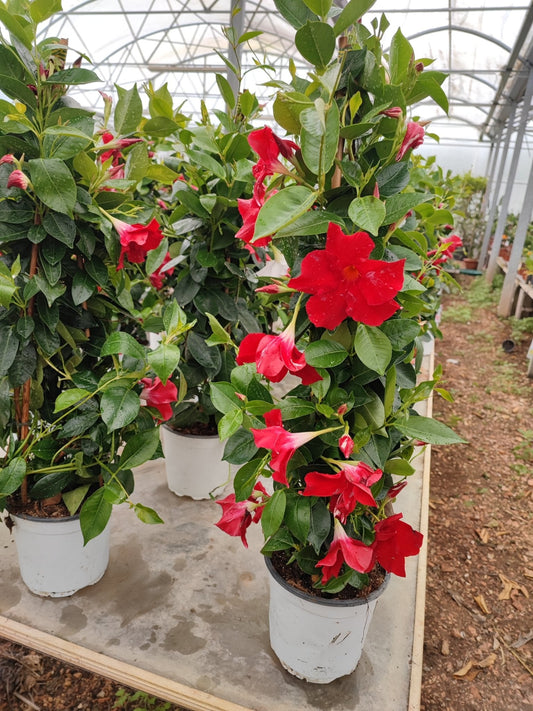 Dipladenia - ValmaflorValmaflorValmaflorDipladenia - ValmaflorValmaflorValmaflorDipladeniaRossoRosso