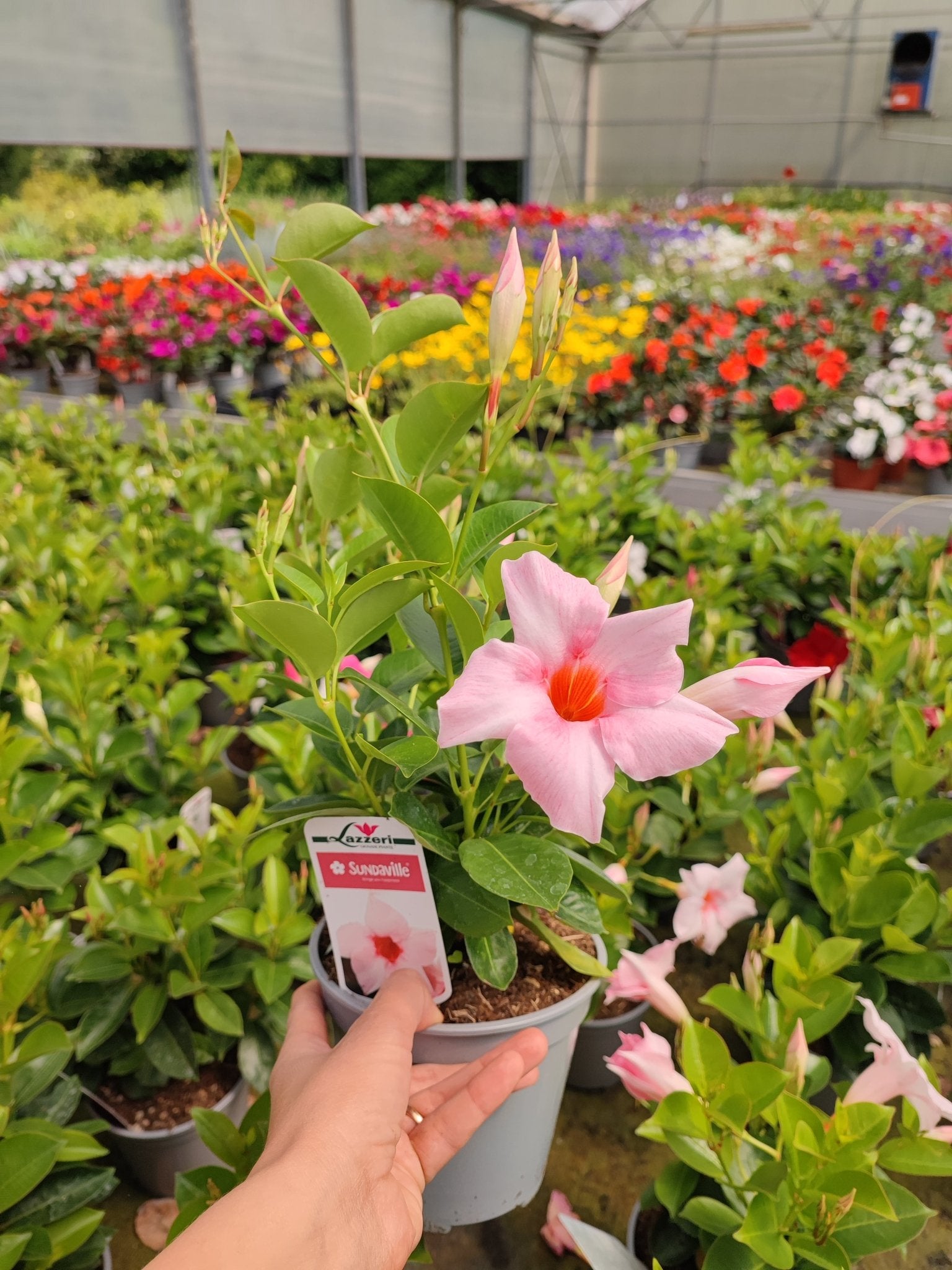 Dipladenia - ValmaflorValmaflorValmaflorDipladenia - ValmaflorValmaflorValmaflorDipladeniaRosa fiore doppioRosa fiore doppio