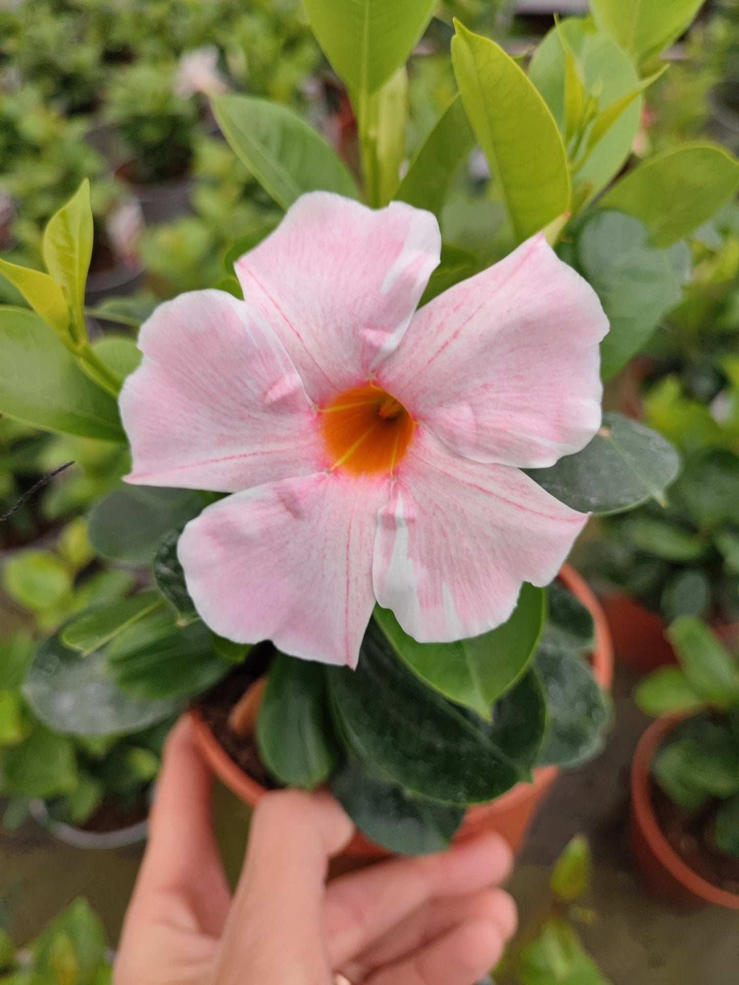 Dipladenia - ValmaflorValmaflorValmaflorDipladenia - ValmaflorValmaflorValmaflorDipladenia - ValmaflorValmaflorValmaflorDipladeniaRosa fiore doppioRosa fiore doppioRosa fiore doppio