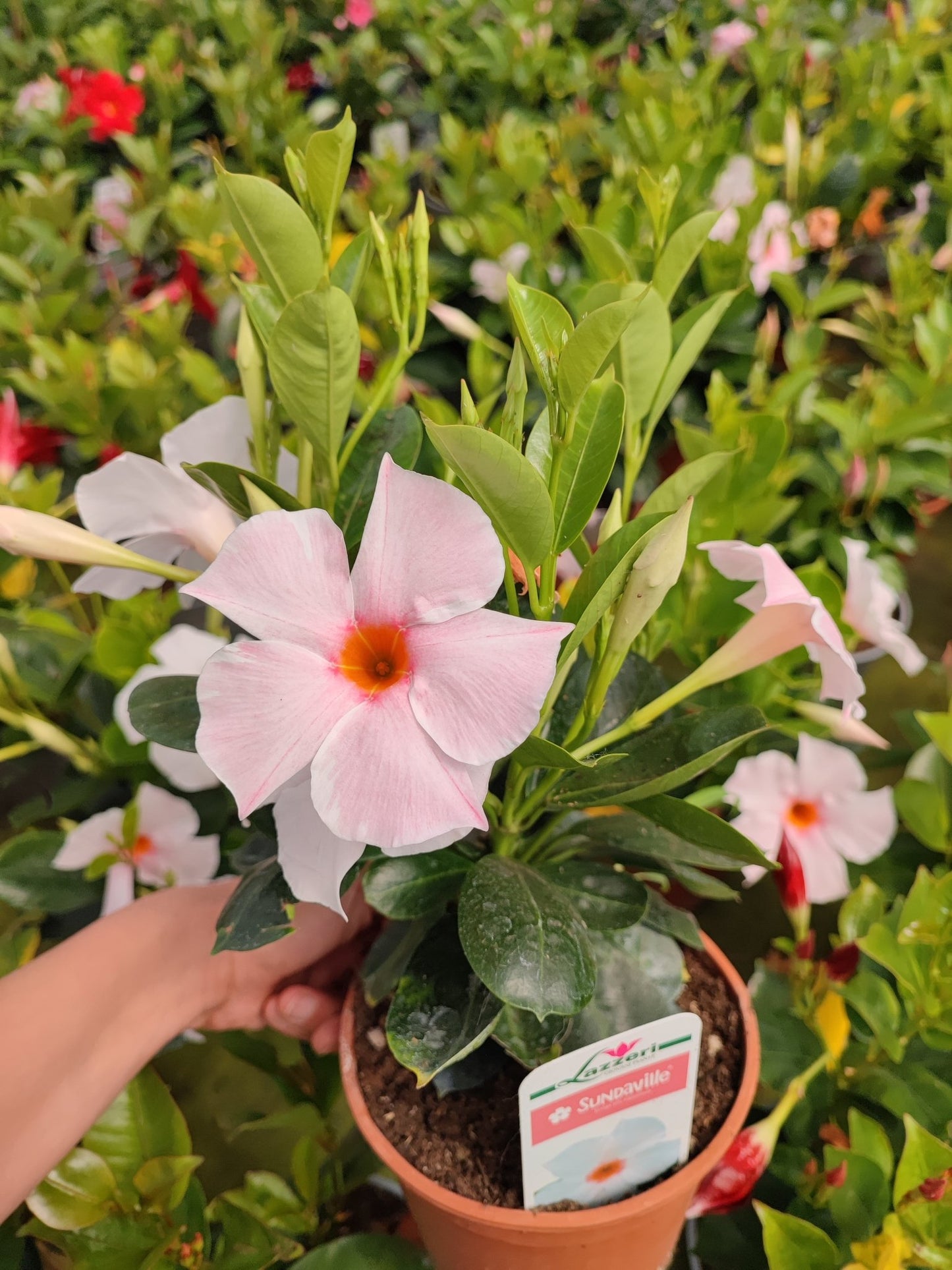 Dipladenia - ValmaflorValmaflorValmaflorDipladeniaBrasilera white