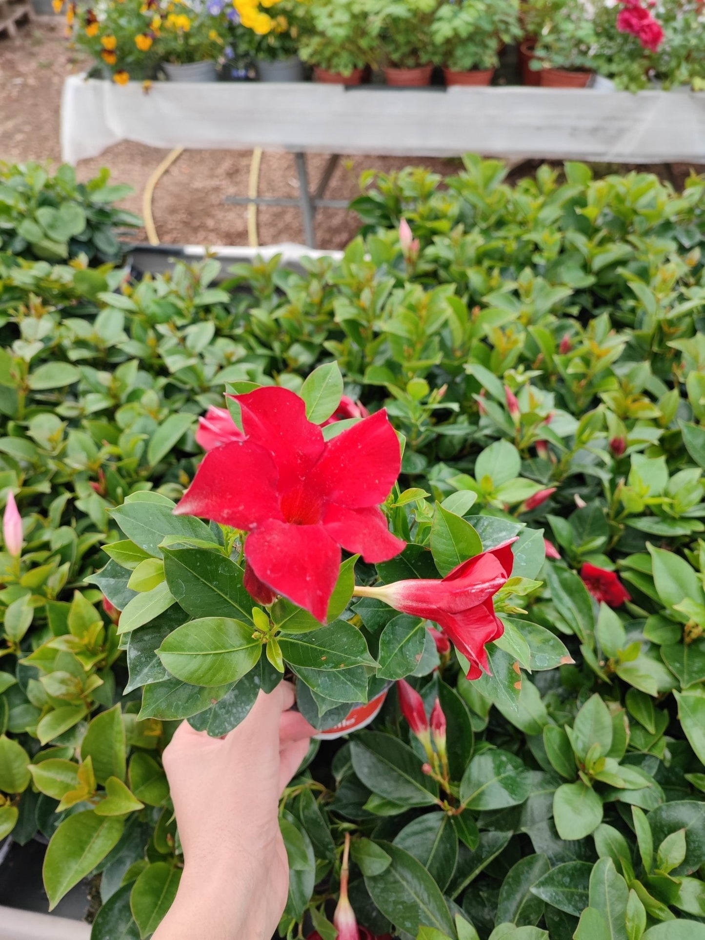 Dipladenia - ValmaflorValmaflorValmaflorDipladenia - ValmaflorValmaflorValmaflorDipladenia - ValmaflorValmaflorValmaflorDipladeniaClassic redClassic redClassic red