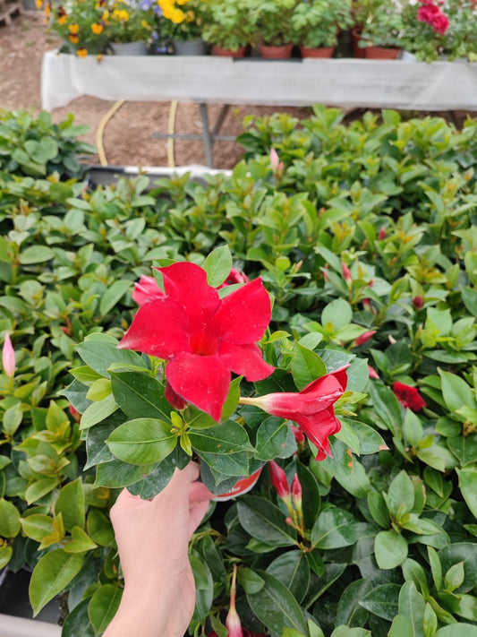 Dipladenia - ValmaflorValmaflorValmaflorDipladenia - ValmaflorValmaflorValmaflorDipladenia - ValmaflorValmaflorValmaflorDipladeniaClassic redClassic redClassic red