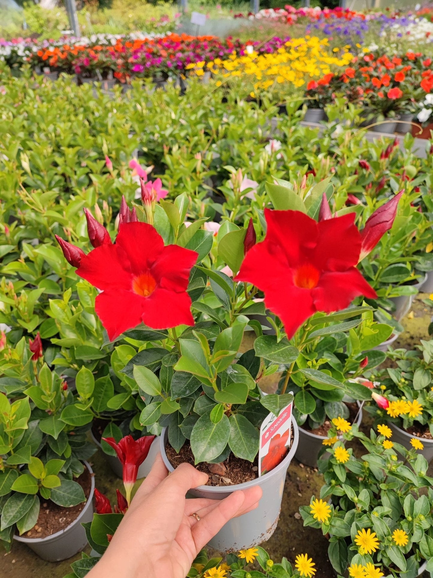 Dipladenia - ValmaflorValmaflorValmaflorDipladenia - ValmaflorValmaflorValmaflorDipladeniaBrasilera whiteBrasilera white
