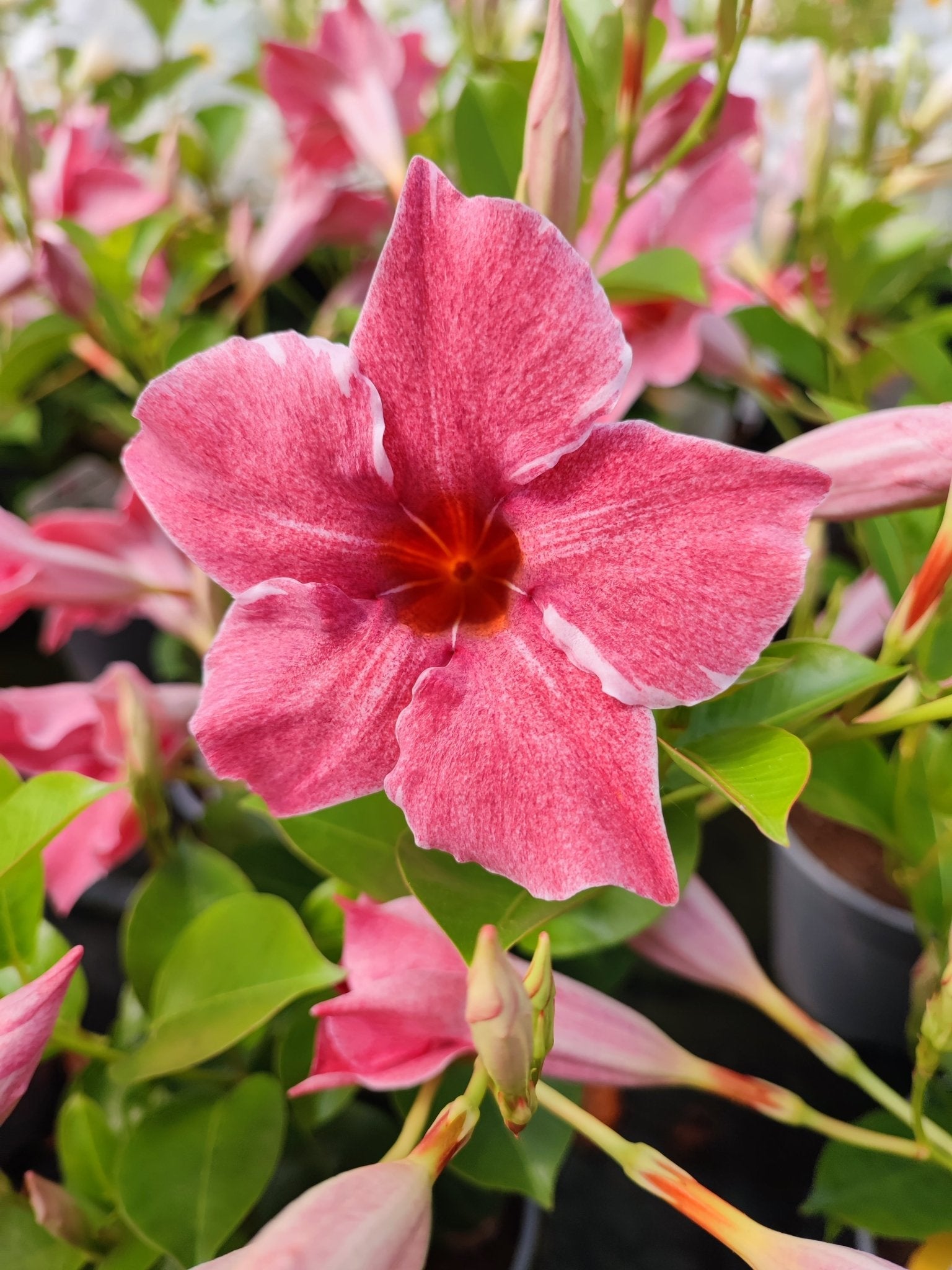 Dipladenia - ValmaflorValmaflorValmaflorDipladenia - ValmaflorValmaflorValmaflorDipladeniaFlamingo pinkFlamingo pink