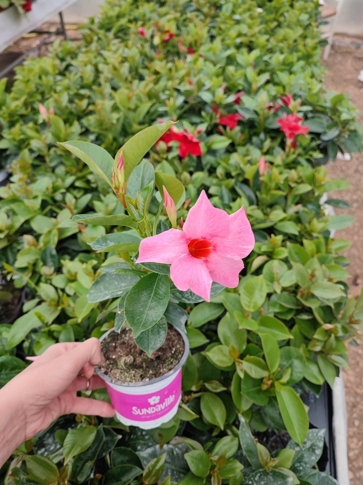 Dipladenia - ValmaflorValmaflorValmaflorDipladenia - ValmaflorValmaflorValmaflorDipladeniaClassic pinkClassic pink