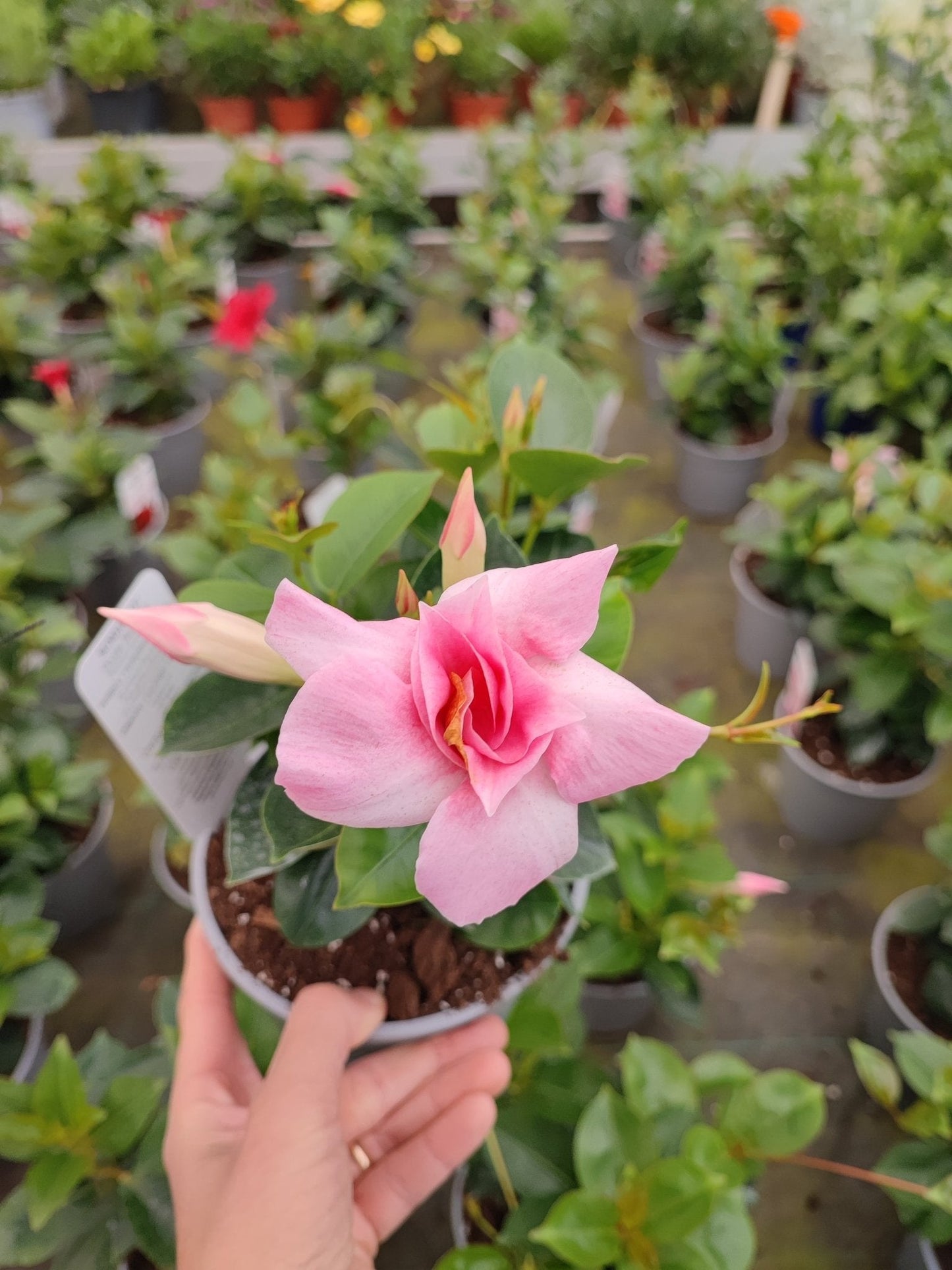 Dipladenia - ValmaflorValmaflorValmaflorDipladenia - ValmaflorValmaflorValmaflorDipladenia - ValmaflorValmaflorValmaflorDipladeniaRosa fiore doppioRosa fiore doppioRosa fiore doppio