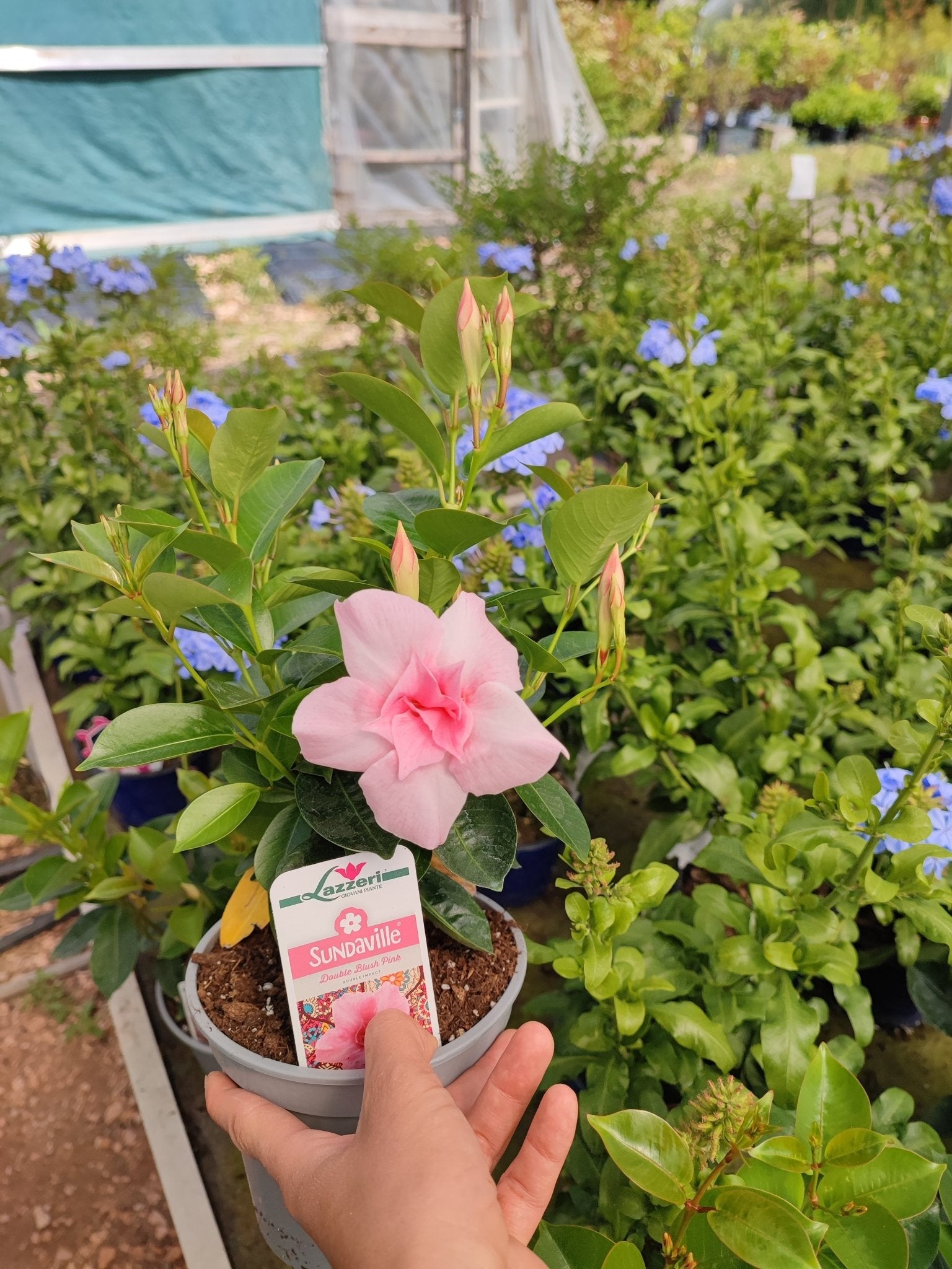 Dipladenia - ValmaflorValmaflorValmaflorDipladenia - ValmaflorValmaflorValmaflorDipladeniaRosa fiore doppioRosa fiore doppio
