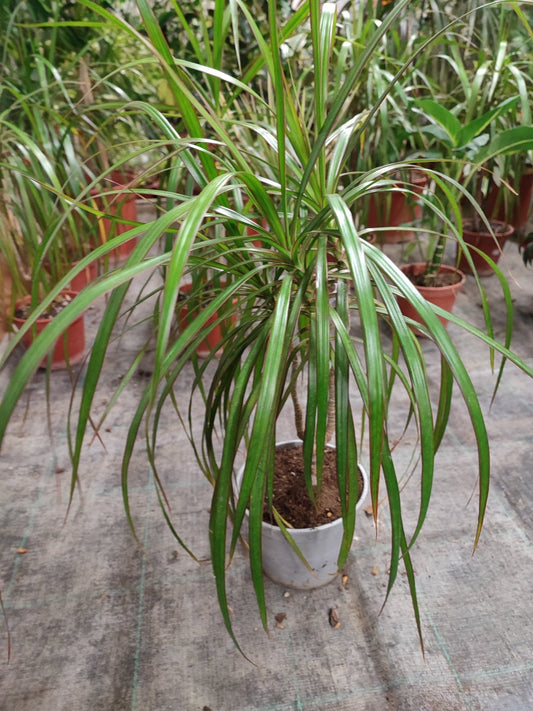Dracaena marginata - Valmaflor#ValmaflorValmaflorDracaena marginata - Valmaflor#ValmaflorValmaflorDracaena marginata